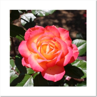 Dreamy Orange Rose Photograph Posters and Art